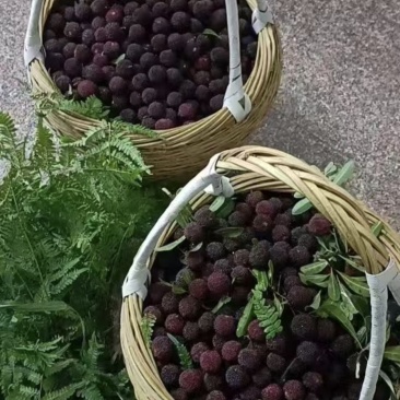 浙江慈城杨梅