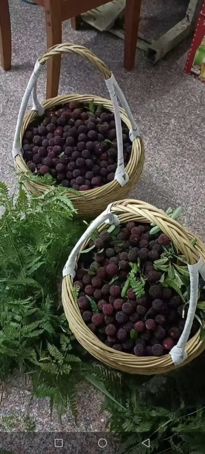浙江慈城杨梅
