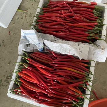 【推荐】精品红辣椒/产地直发/视频看货/诚信代办