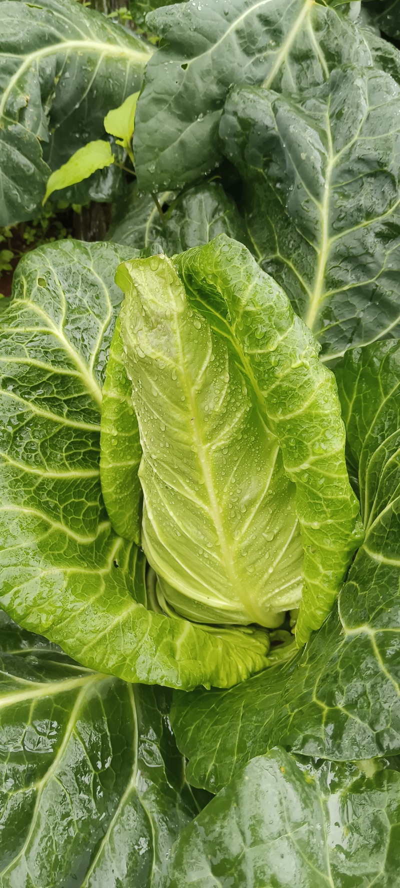 精品牛心甘蓝高山蔬菜产地直供产地发货绿色天然有机蔬菜