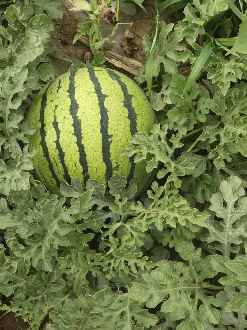 麒麟大西瓜