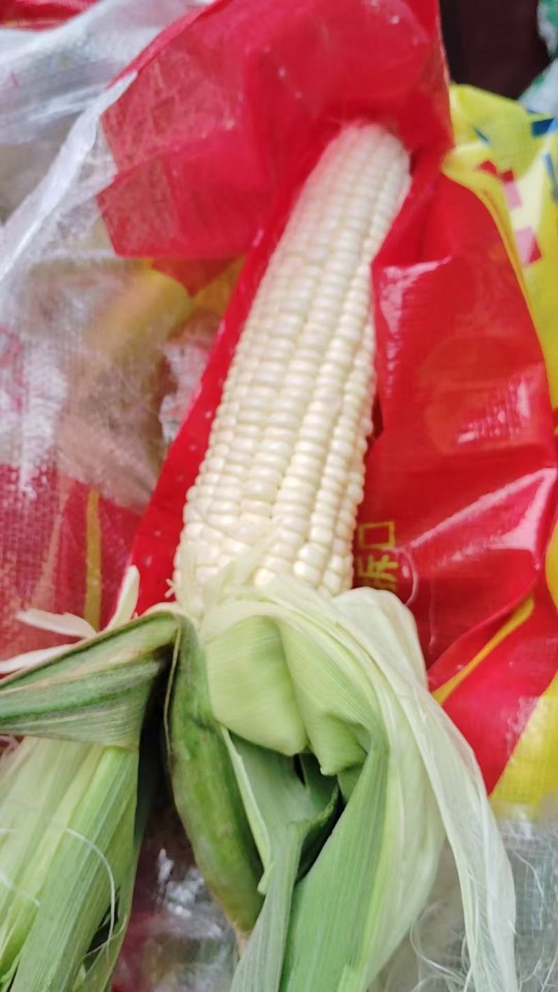 粘玉米