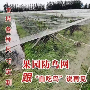 [牛]果园防鸟网葡萄园草莓园鱼塘大棚加粗尼龙网果树稻谷