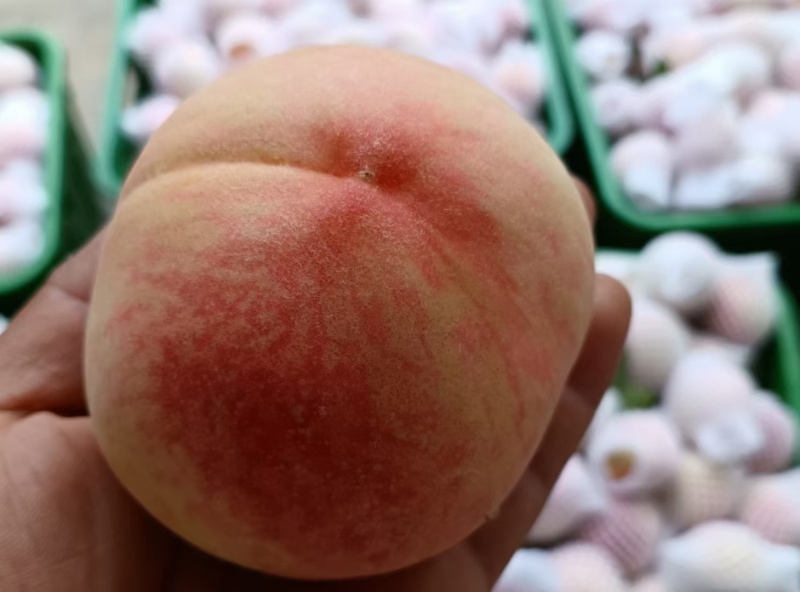 龙泉驿手撕水蜜桃
