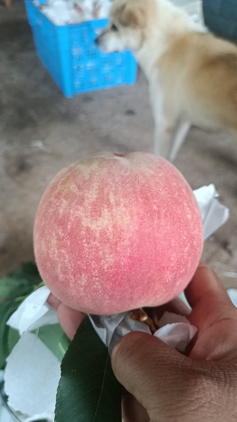 龙泉驿手撕水蜜桃