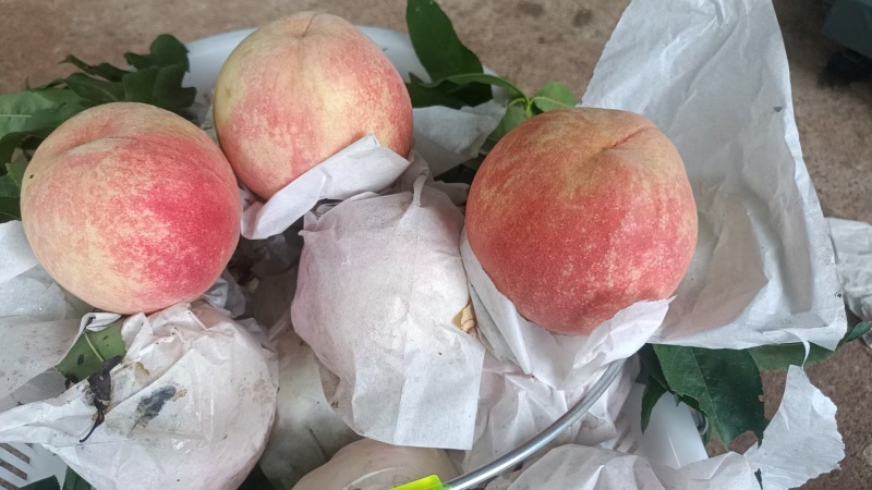 龙泉驿手撕水蜜桃