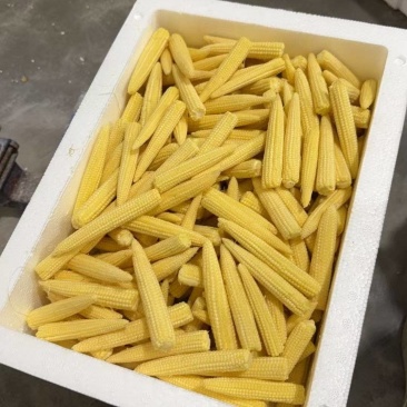 散装精品小笋