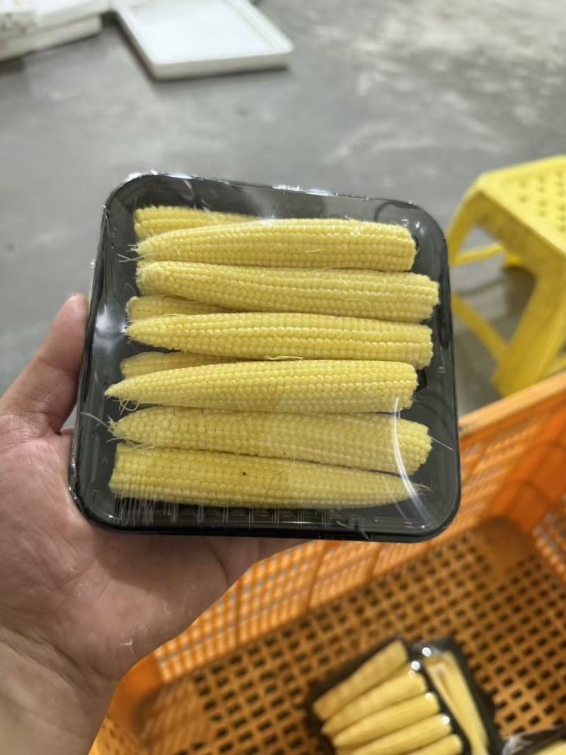 精品玉米笋