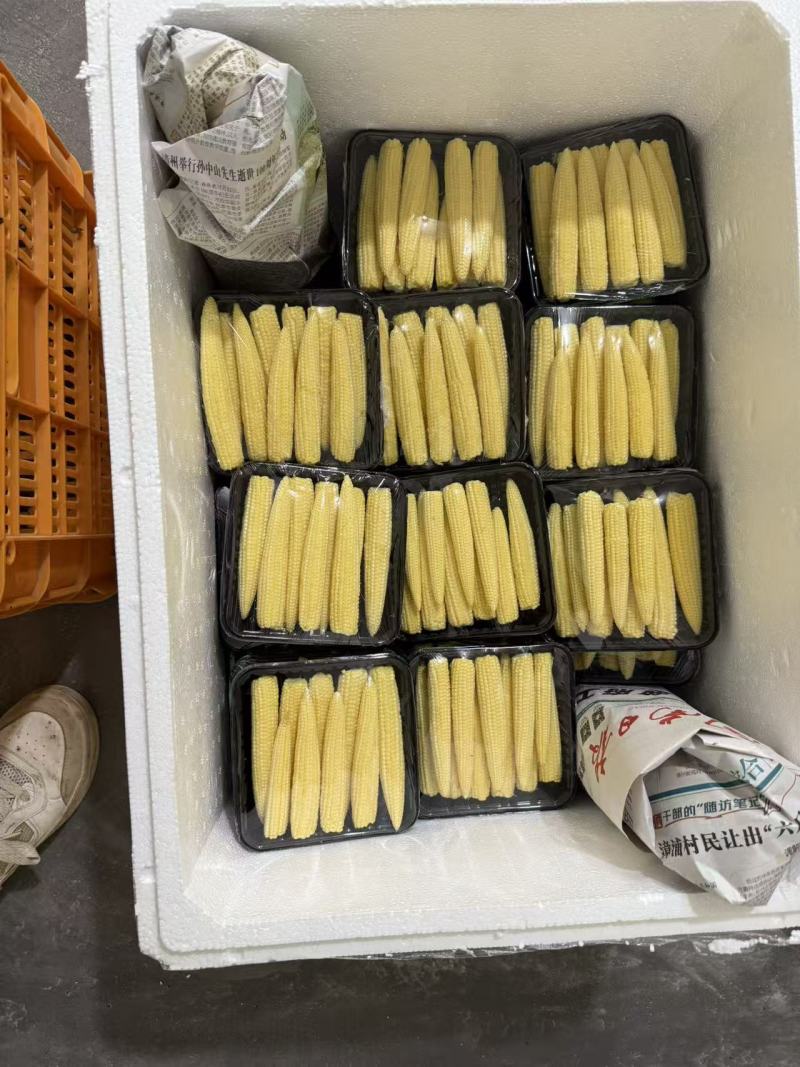 精品玉米笋