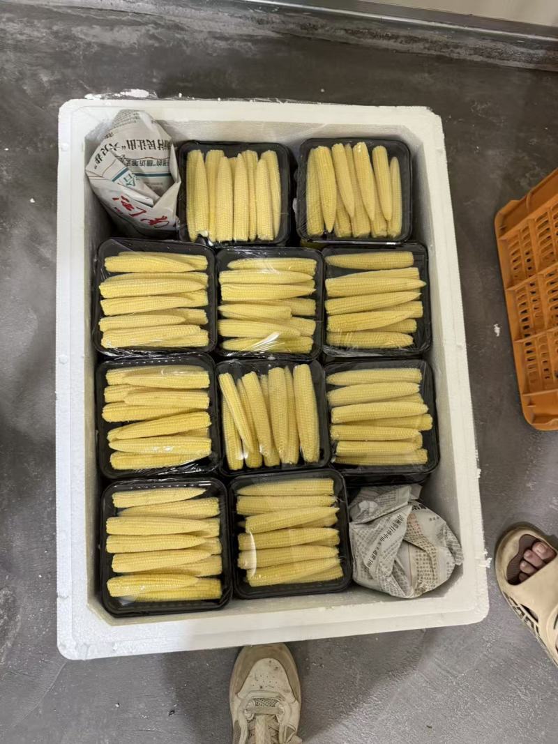 精品玉米笋