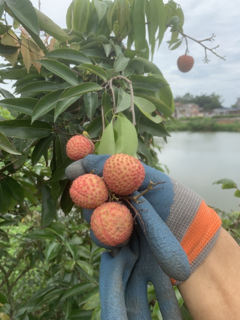 恩平龙门挂绿品种果树