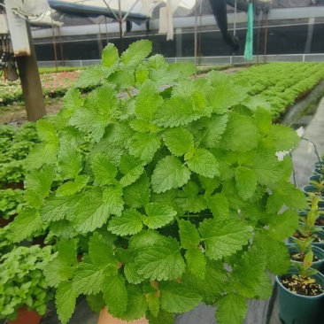 新鲜薄荷盆栽