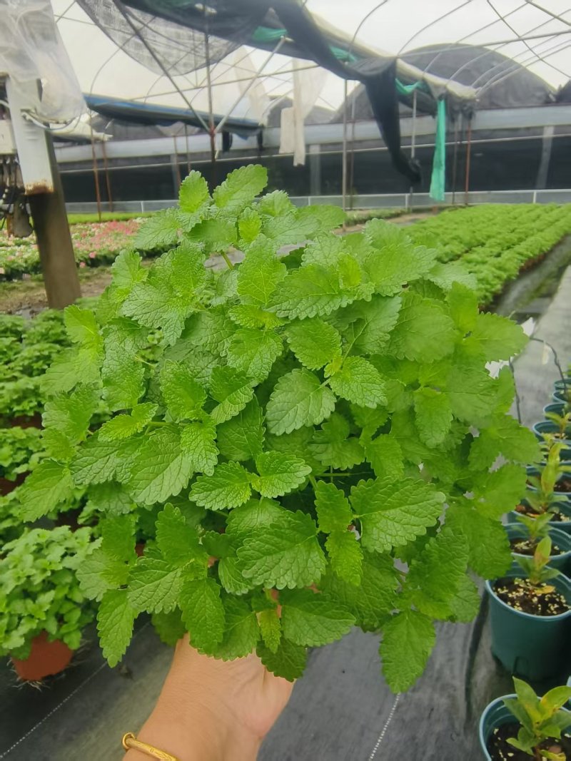 新鲜薄荷盆栽