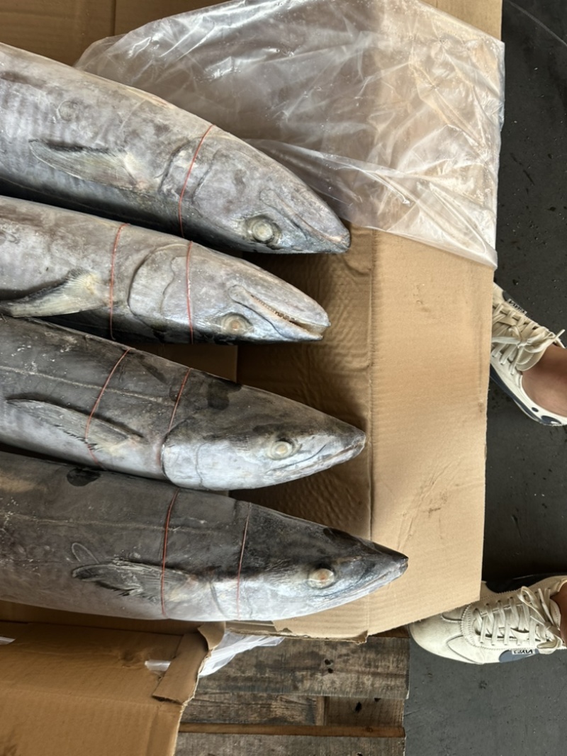马鲛2000/30003000/50005000/