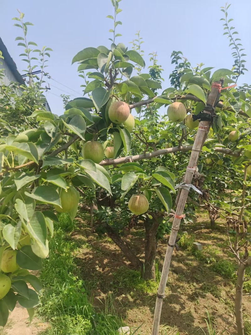 新梨七号香梨