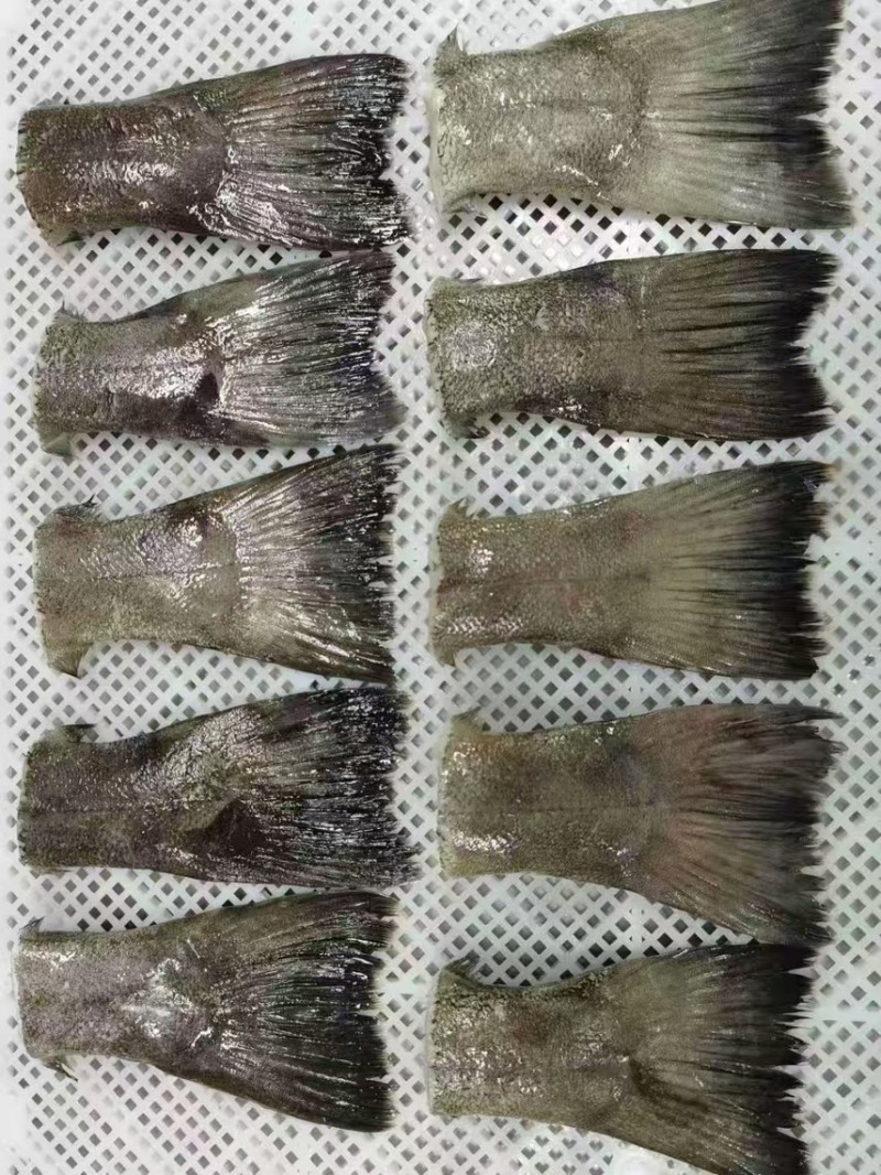 鲽鱼尾