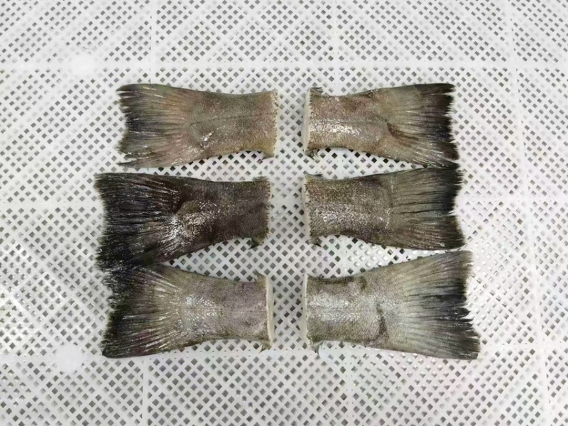 鲽鱼尾
