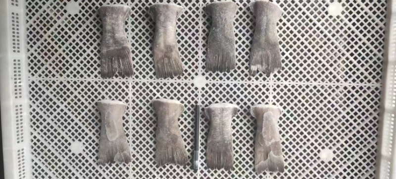 鲽鱼尾