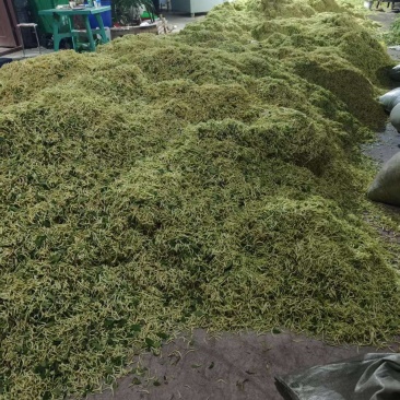 金银花北华一号