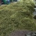 金银花北华一号