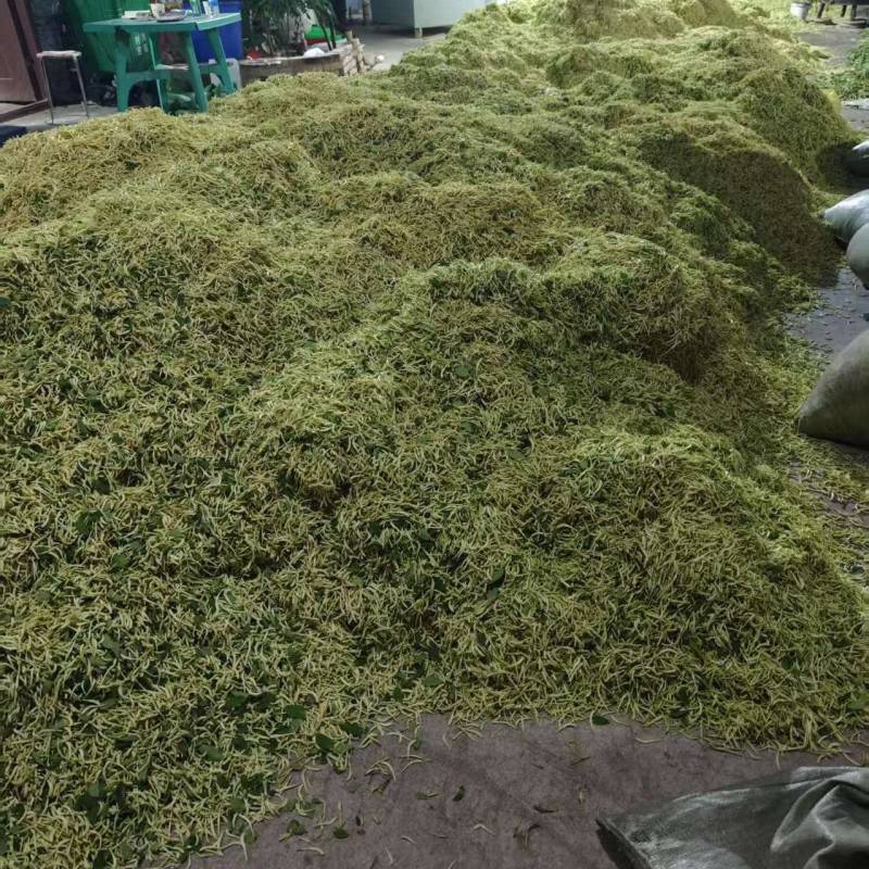 金银花北华一号