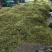 金银花北华一号