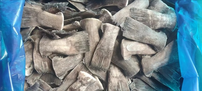 鲽鱼尾