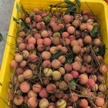 广西桂平市麻垌荔枝，桂味