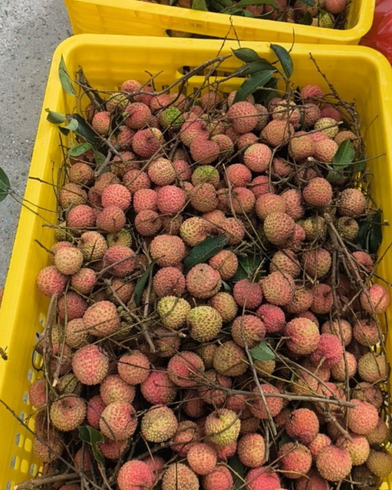 广西桂平市麻垌荔枝，桂味