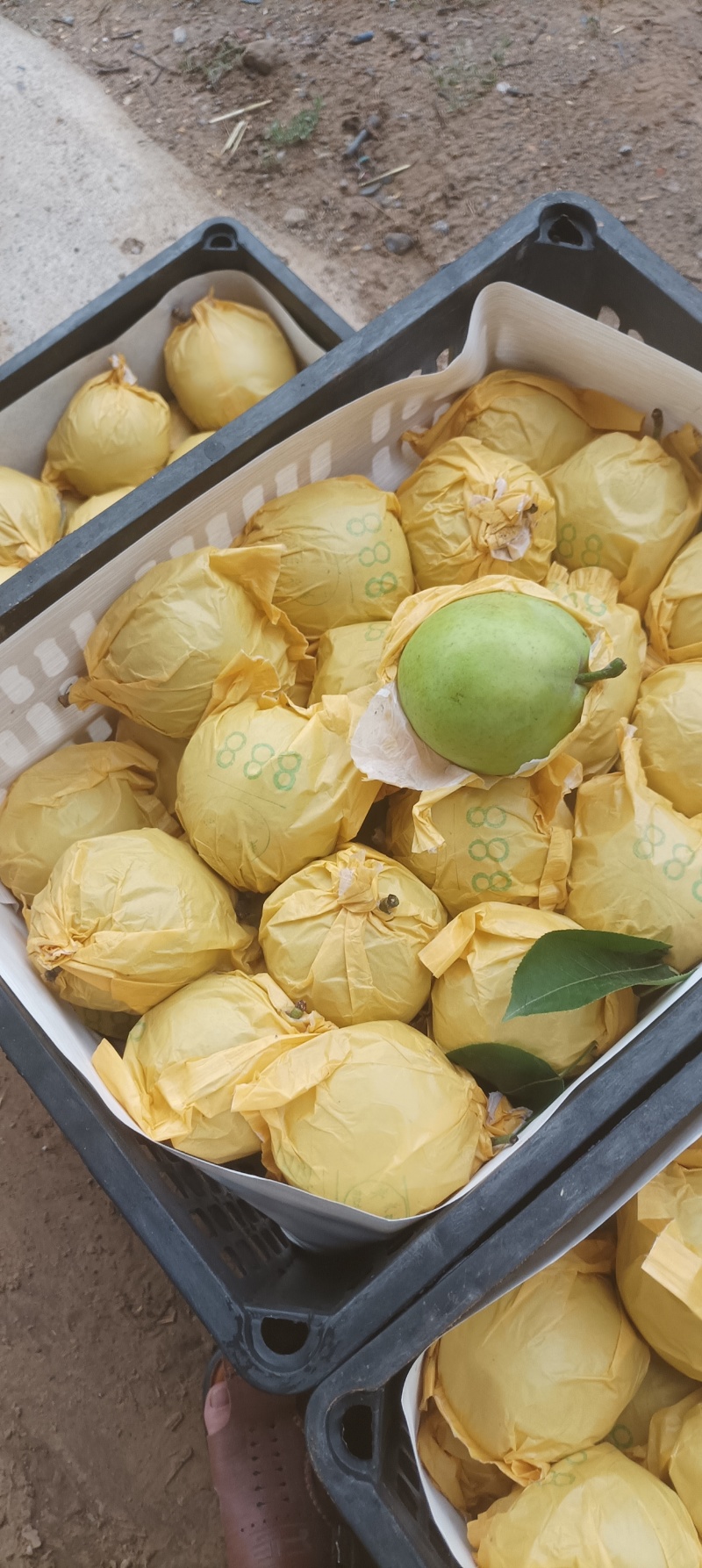 万亩翠玉早梨，大量供应，