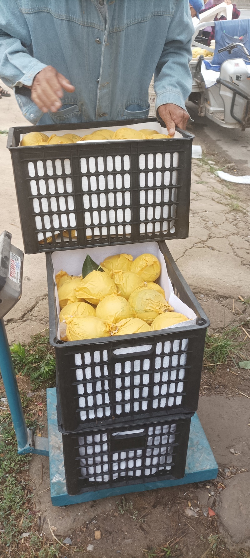 万亩翠玉早梨，大量供应，