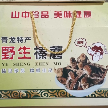 青龙特产，野生榛蘑大量供应产地直发量大从优欢迎来电