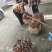 黑叶荔枝仙进奉桂味糯米糍等