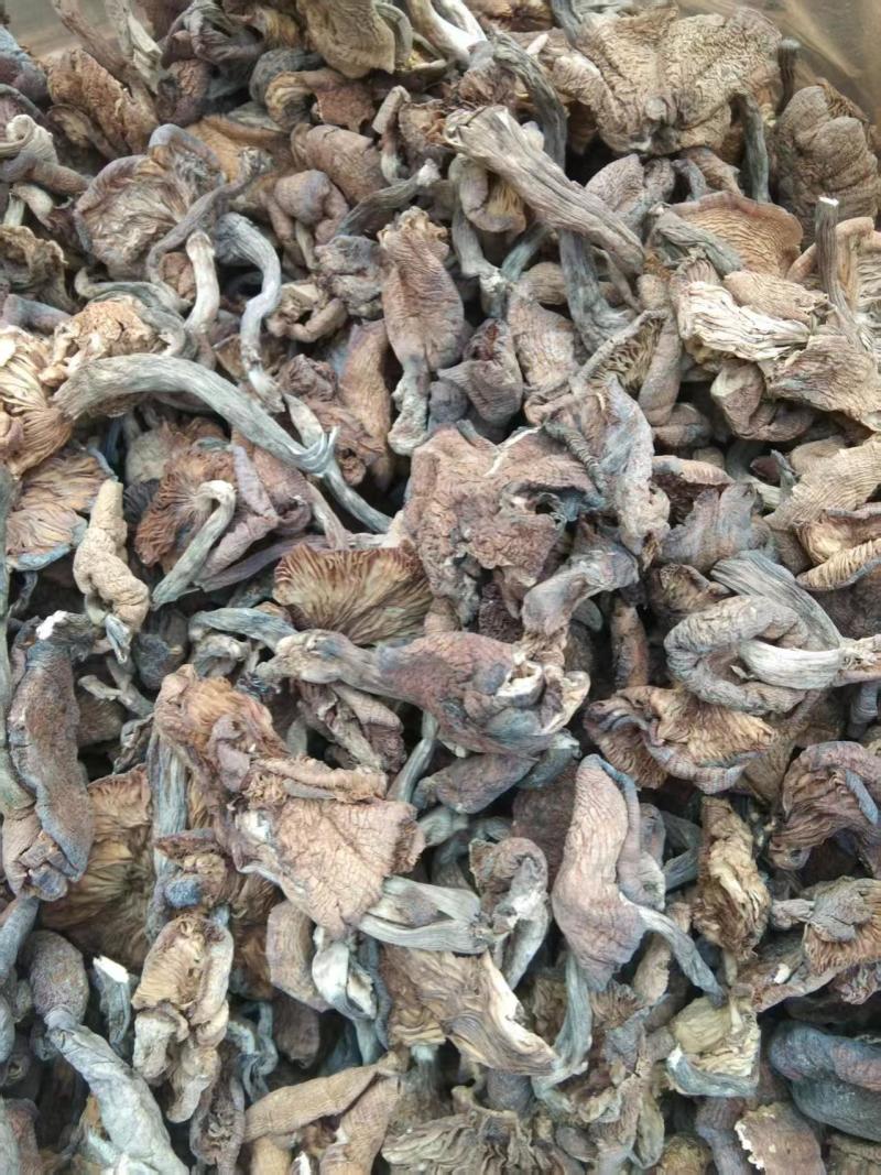 青龙特产，野生榛蘑大量供应产地直发量大从优欢迎来电