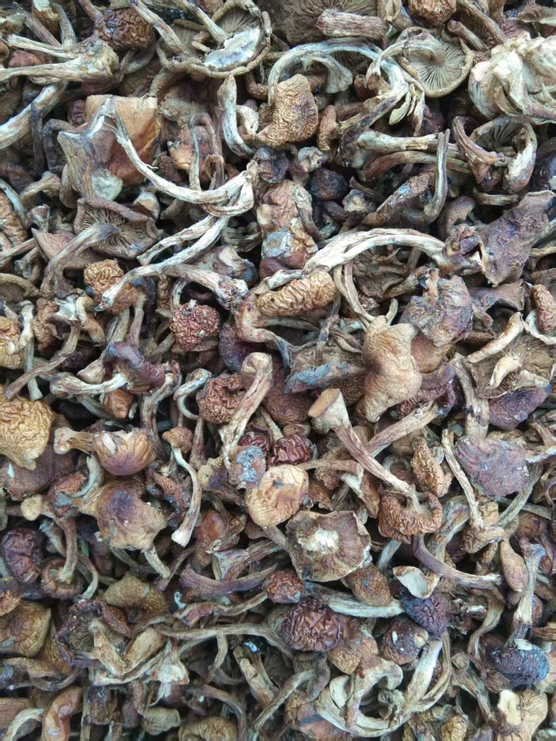 青龙特产，野生榛蘑大量供应产地直发量大从优欢迎来电