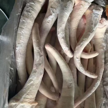 母猪长尾