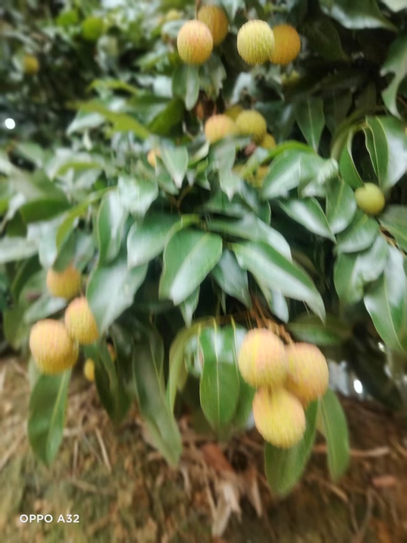 广西荔枝大量有货基地直供可视频看货欢迎咨询