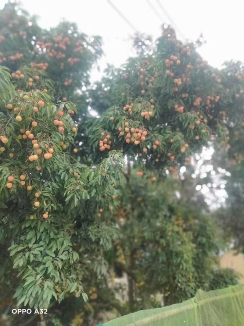 广西荔枝大量有货基地直供可视频看货欢迎咨询