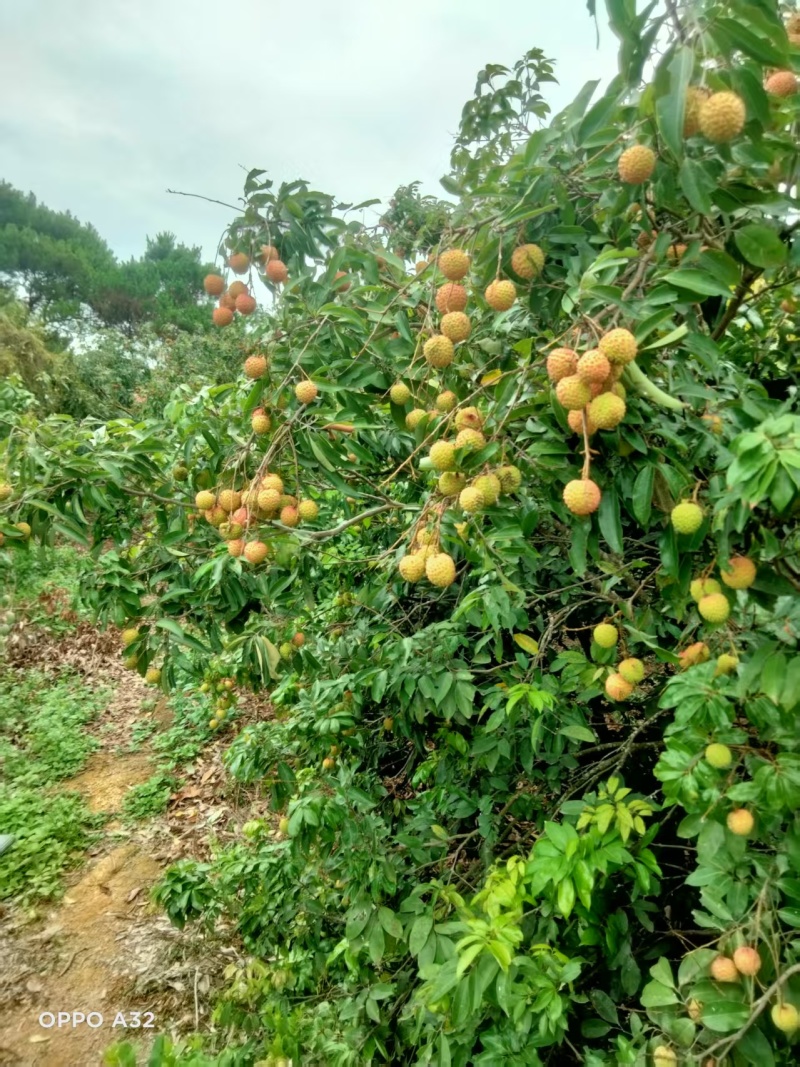 广西荔枝大量有货基地直供可视频看货欢迎咨询