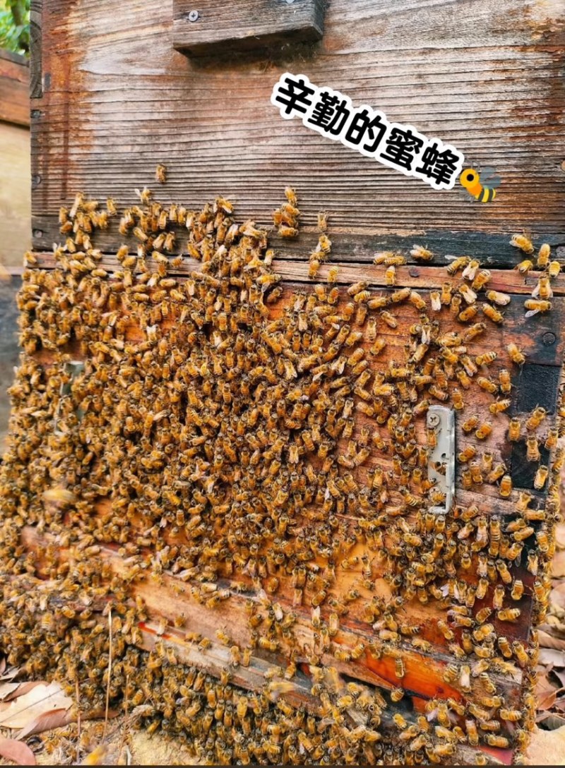 江西农家土蜂蜜