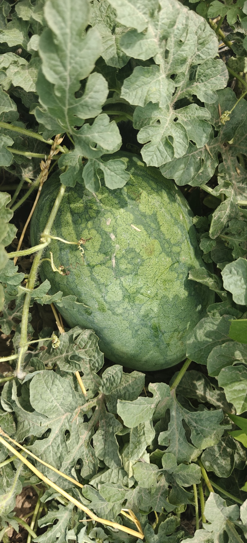 郓城黄河滩西瓜丰收3，头茬瓜。甜度**够，包熟。
