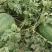 郓城黄河滩西瓜丰收3，头茬瓜。甜度**够，包熟。