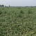 郓城黄河滩西瓜丰收3，头茬瓜。甜度**够，包熟。