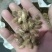 苍耳子，拖刺，