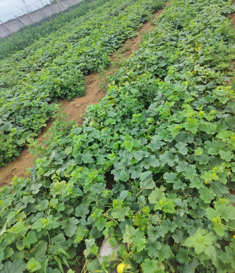 陆地香瓜开园啦。