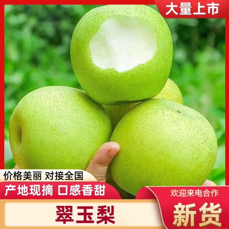 精品梨翠玉梨基地直发价格实惠量大从优质量保证