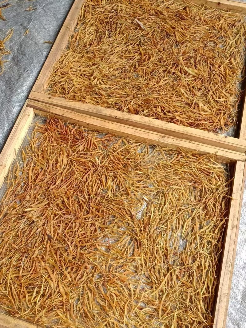 天冬野生中药材现货现摘基地直供可视频看货欢迎咨询
