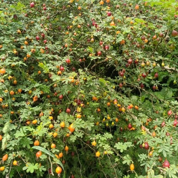 贵州毕节野生金樱子
