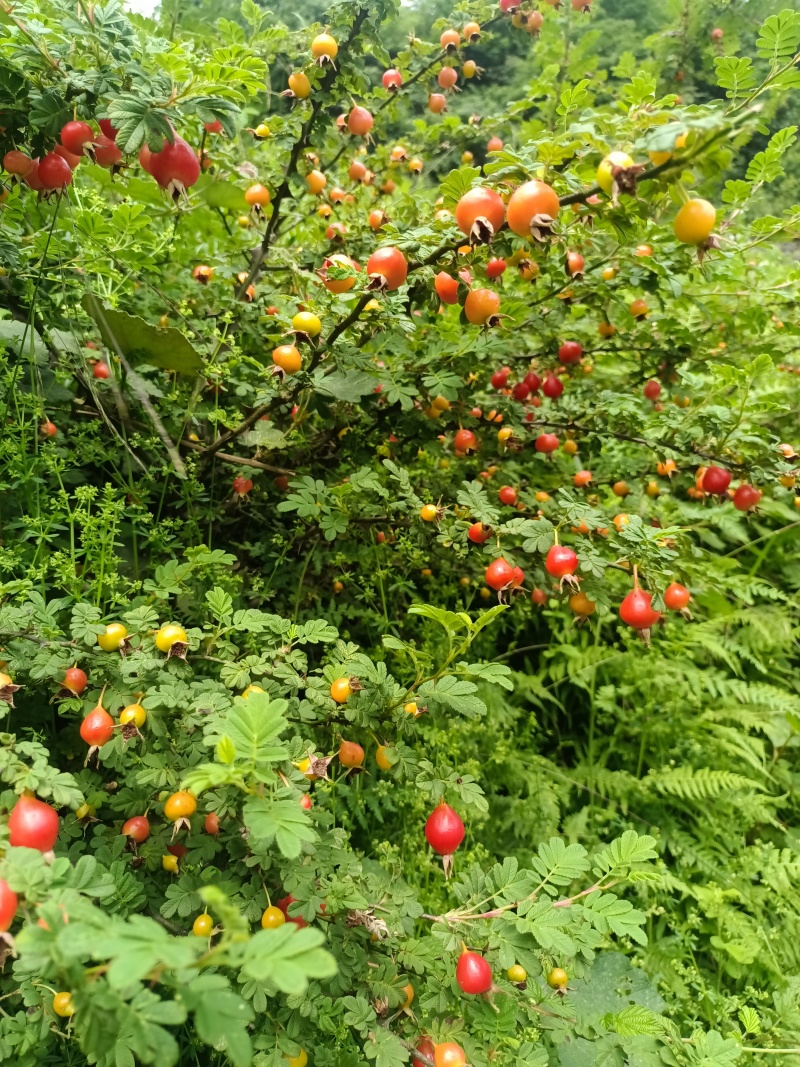 贵州毕节野生金樱子