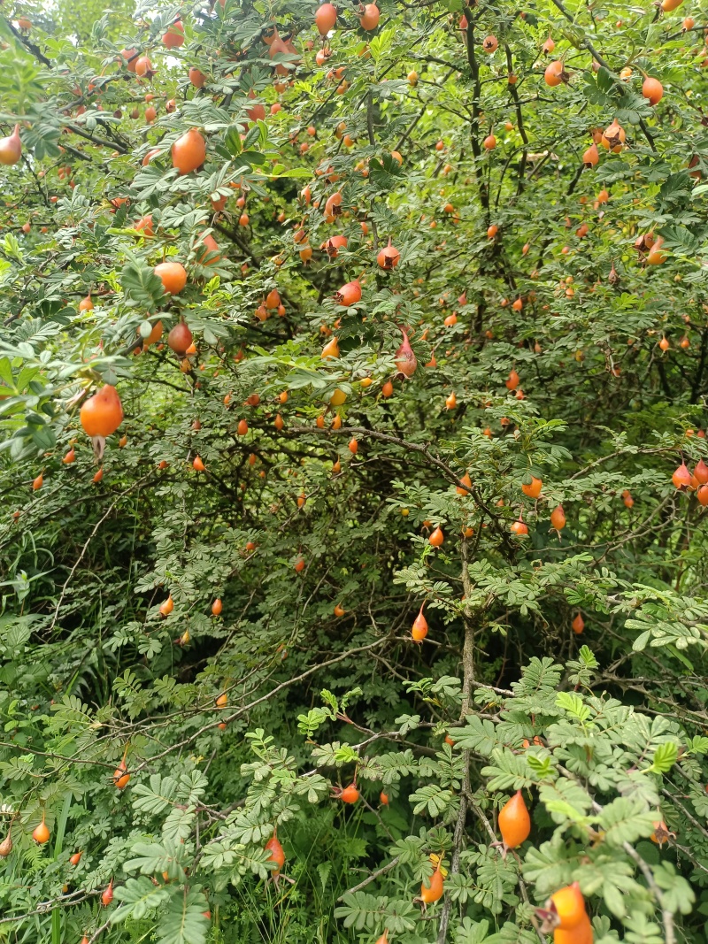 贵州毕节野生金樱子